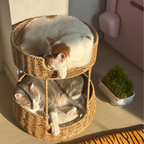 Hybrid Object #2: "The Hearth"