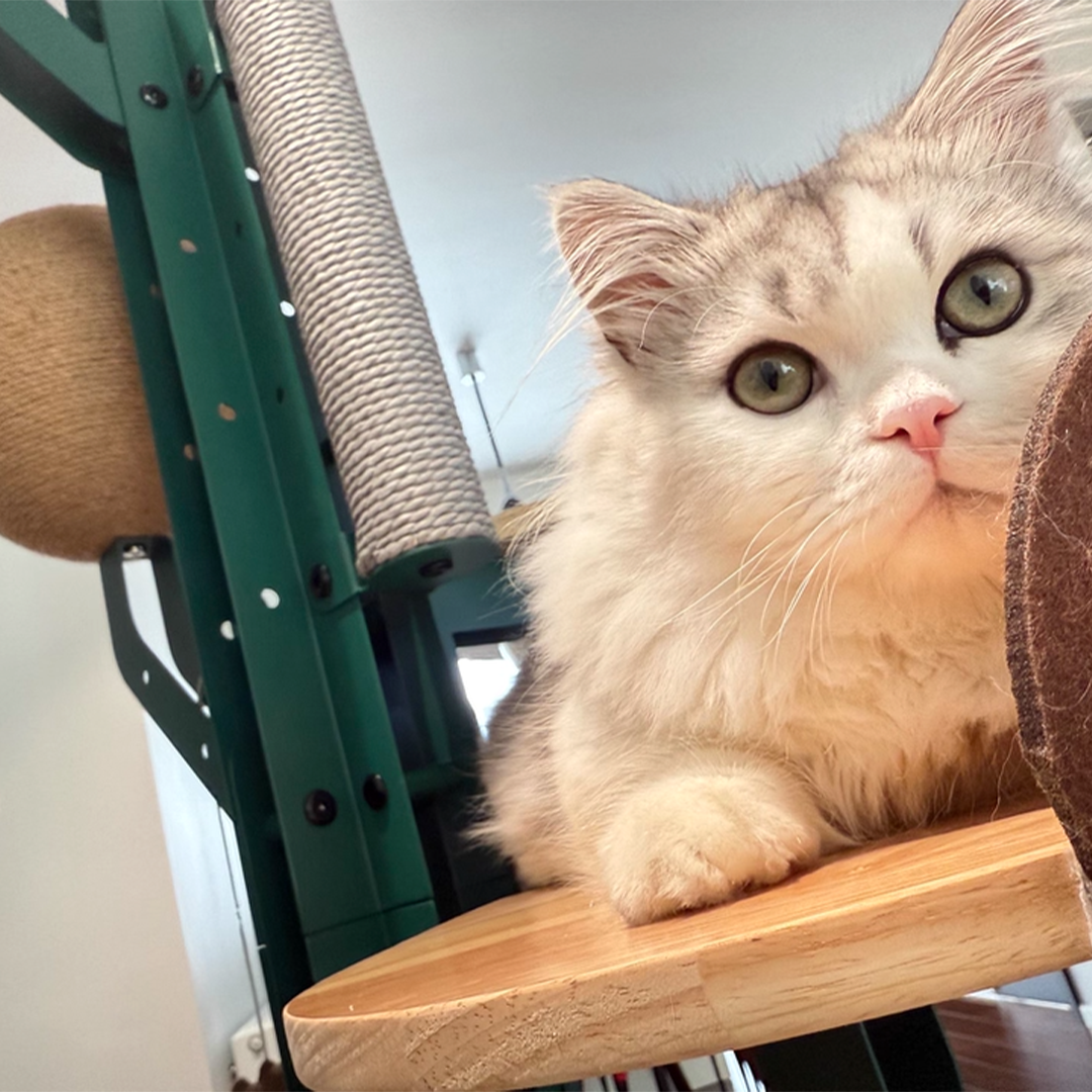 Height Object #1: "The Saguaro"