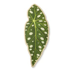 Miscellaneous Object #6: "The Tropical Leaves"
