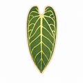 Miscellaneous Object #6: "The Tropical Leaves"