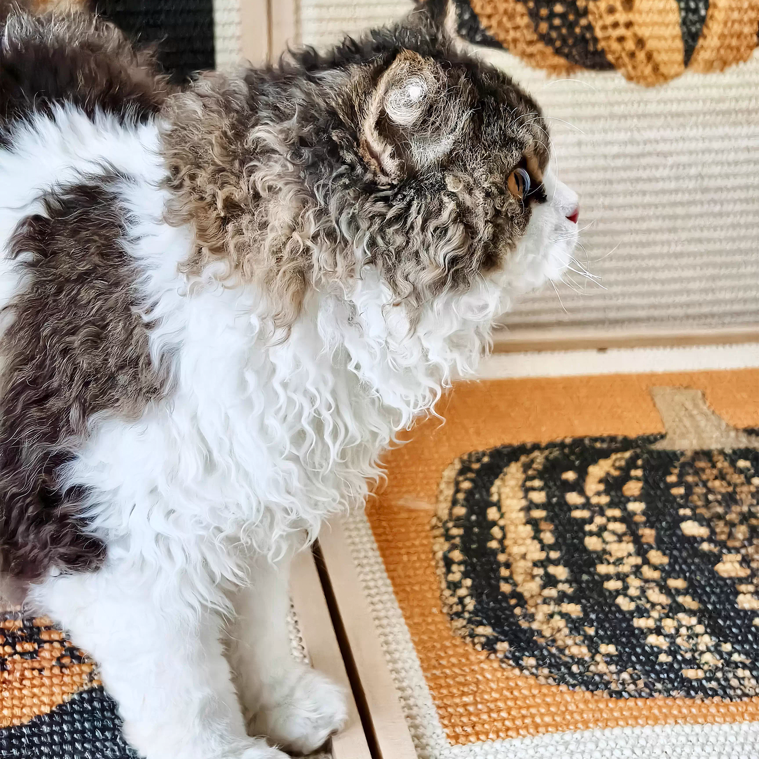 Miscellaneous Object #1: "The Still Life"